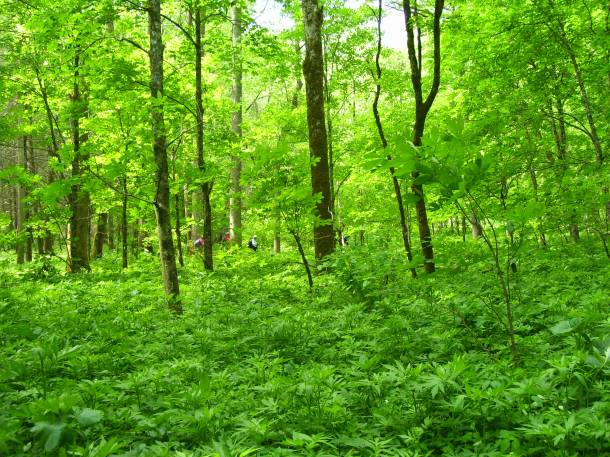 The green is the very greenest green