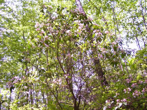 Laurel tree in bloom