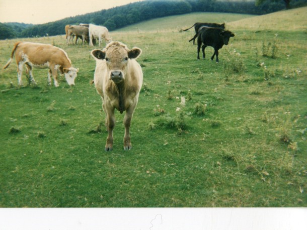 Cows in field in the Great Malverns