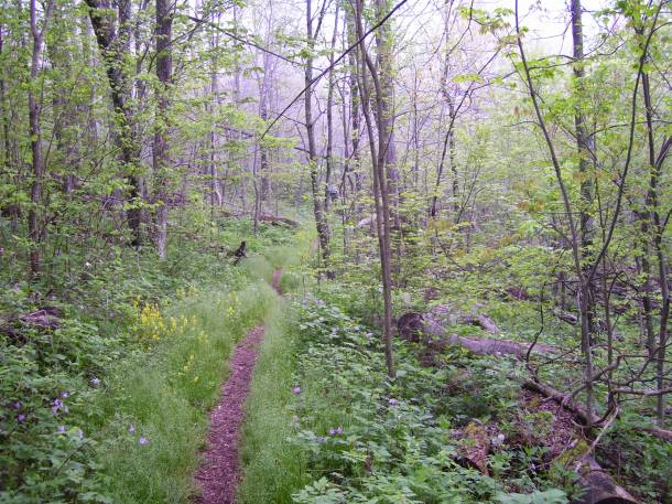 The woods are lovely