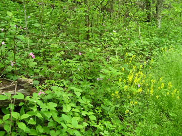 The green of the Trail