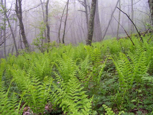 A fern forest
