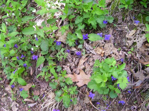The retiring wood violet