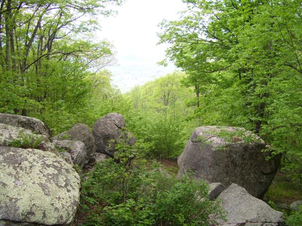 Beauty is all around