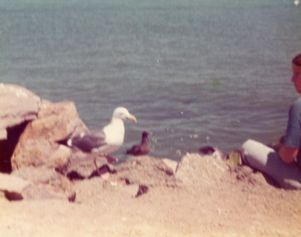 Seagulls