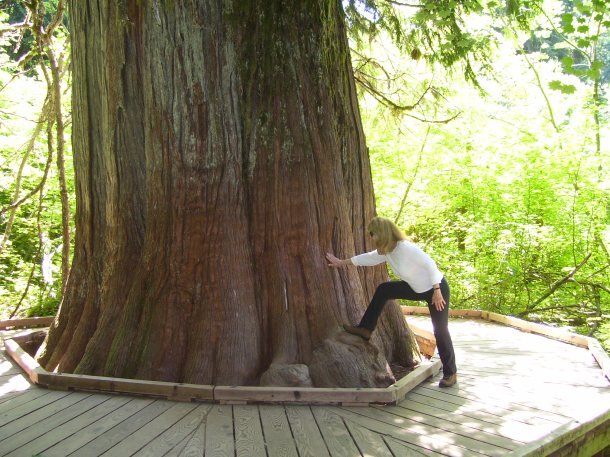 Can you believe the girth of these wonderful trees