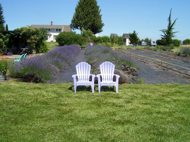 Lavendar Adirondack chairs at the lavendar farm