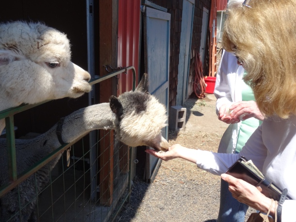 Hand-feeding the alpacas - what a kick