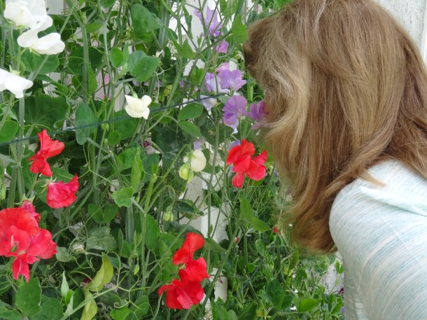 Stopping to smell the ... sweet peas 