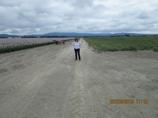 Driving through potato fields on the way to the ferry 
