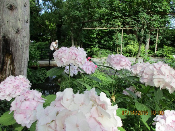 Incredible flowers - but the hydrangeas were awesome 