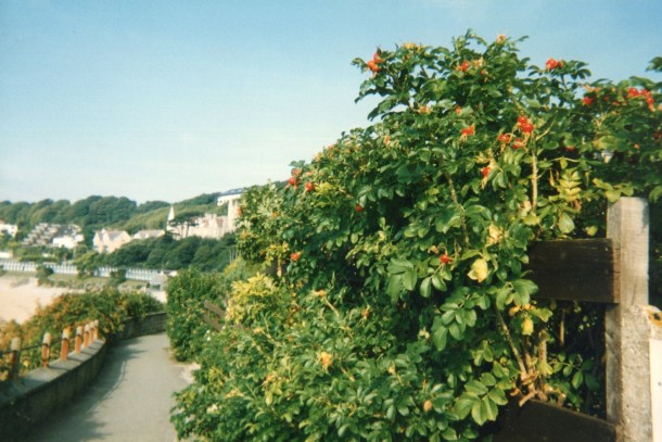 Beginning of the Mumbles cliff walk 