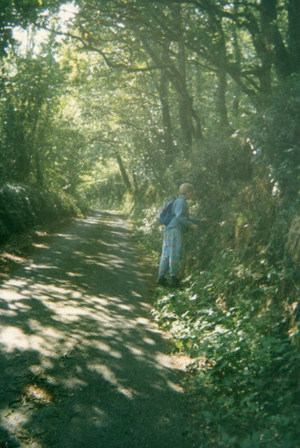 Walking woods on the road to Crackington Haven 