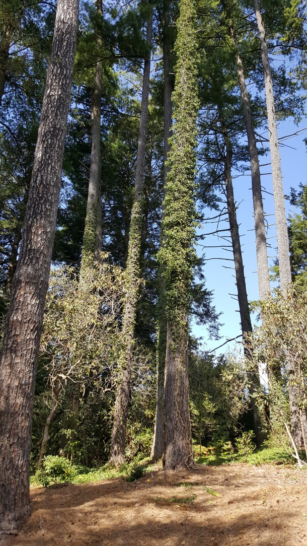 blue-ridge-on-cell-059